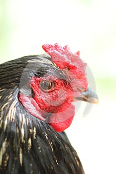 Up close of a rooster chicken face