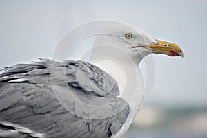 Up close seagull at beach