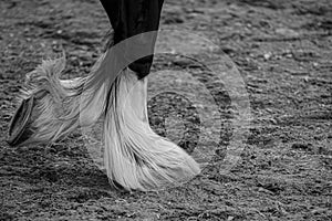 Up close shot of a horse feathered hooves.