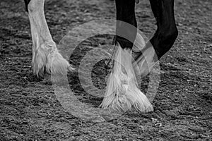 Up close shot of a horse lower legs Feathering at horse lower legs.