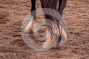 Up close shot of a horse lower legs with a horseshoe on one of them.