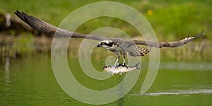 Up Close Shot of Osprey Catching a Fish