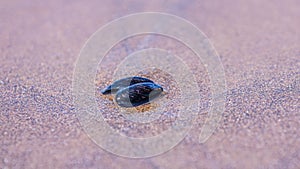 Up close shot of a a shell of a blue mussel in a sand