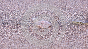 Up close shot of an upper part of a crab carapace laying on a sand