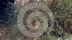 An up close of a small and spiky baby reef octopus