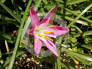 Up close and to the side Pollen-laden colorful `Mexican Lily` in vivid Magenta, wide open and pointing to the Sun. photo