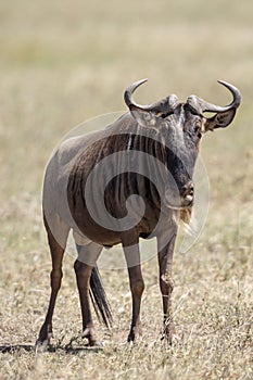 Up close to a Wildebeest in the Serengeti