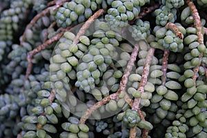 Up Close of trailing doney tail succulent