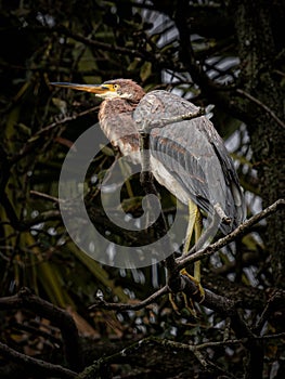 Up Close with a Tricolored Heron