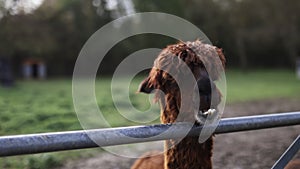 Up close view of a brown alpaca showing its teeth and chewing