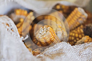 Up-Close View of Fresh Corn in Sack