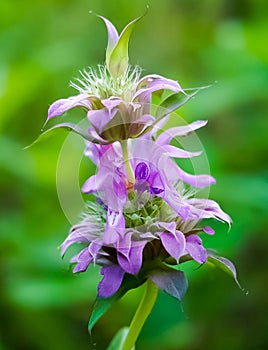 An up close view of Lamiaceae or Purple Horsemint flower