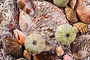 Up close view of a mix of seashells