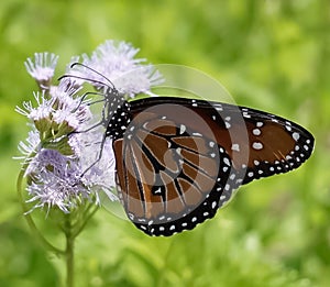 An up close view of a Monarch Butterfly sitting on a purple wildflower