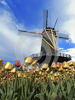 Yellow Tulip under a windmill photo
