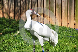 Up Close with a Whooping Crane Bird with a Long Beak