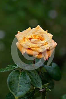 UP close on yellow/orange rose with morning dew drops in garden