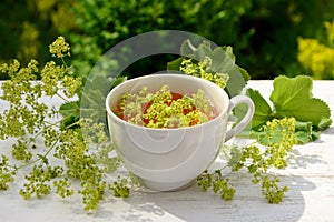 A Ñup with a drink from alchemilla vulgaris