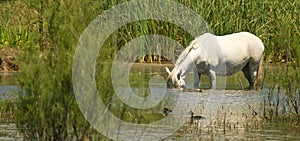 Up-ending horse with ducks photo