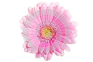 Up front view on pink gerbera flower.