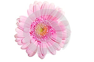 Up front view on pink gerbera flower.