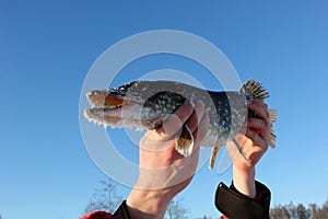 Up in the hands of a fisherman holds a North pike against a blue sky background. during cold winter time