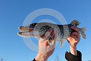 Up in the hands of a fisherman holds a North pike against a blue sky background. during cold winter time