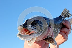 Up in the hands of a fisherman holds a North pike against a blue sky background. during cold winter time