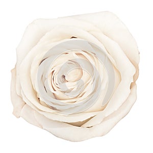Up shot of beautiful white rose