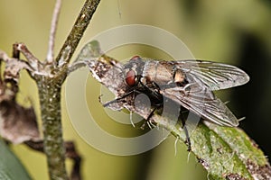 Up shot of a Bronce Fly Lucilia cuprina perched on a green leaf