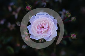 The up shot of white pink rose on dark background in th