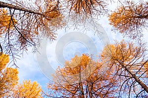 Up sky forest autumn, larches trees from the bottom