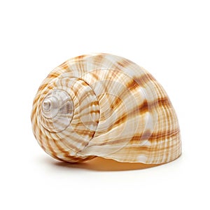 Up of a spiral seashell featuring a smooth glossy surface with