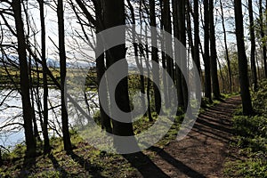 Up sun view along path through trees by water