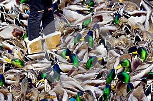 Up to her knees in ducks