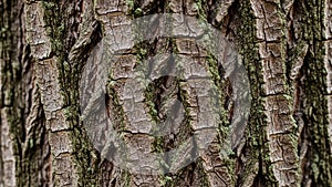 Up of a tree bark with a distinctive diamond pattern featuring irregular