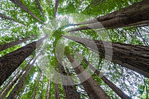 Up-tree shot of Californian redwoods forest in Victoria, Australia