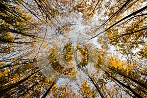 Up view of autumn forest