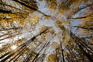 Up view of autumn forest