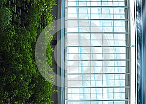 Up View of The Glass Roof top half with  Ivy  Vertical Garden.