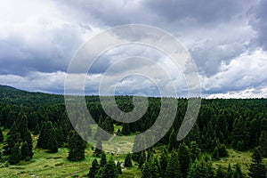 Up view of a green forest