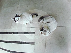 Overhead of two cats