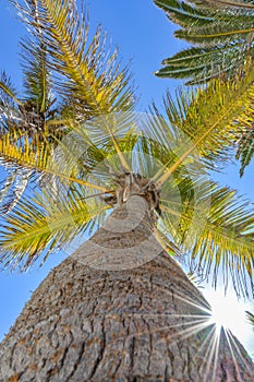 Up view of a palm tree on a beautiful day