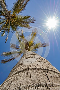 Up view of a palm tree on a beautiful day