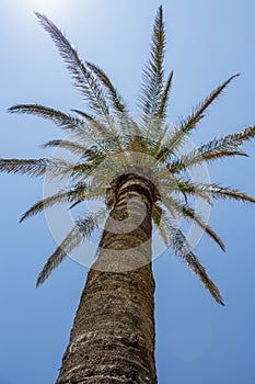 Up view of a palm tree