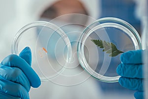 Up view of petri dishes with green leaf and biomaterial in hands of biochemist