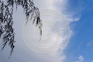 Up view of pine trees