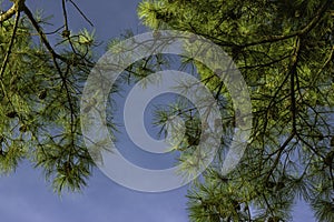 Su da pino alberi un annulla cielo blu pino coni chiaramente visibile 