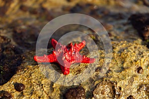 Up view of red starfish on