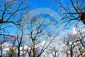 Up view to blue sky and clouds via old oak tree braches